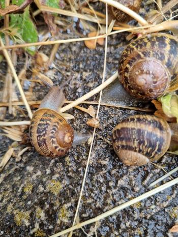 3 snails on the ground