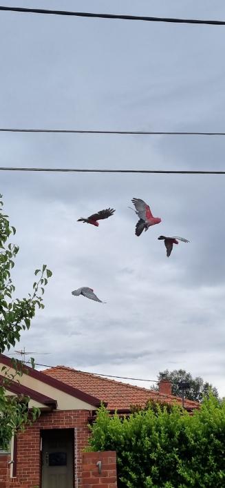 4 birds flying in a suburb area